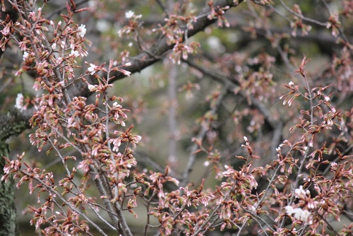3435-13.3.28容保桜　中アップ.jpg
